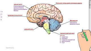 Головной мозг Отделы головного мозга, их строение и функции   Мускина А Н , Зарл