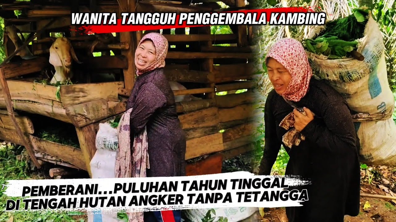 PEMBERANI...WANITA TANGGUH PENGGEMBALA KAMBING‼️PULUHAN TAHUN TINGGAL DI TENGAH HUTAN ANGKER