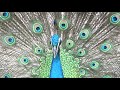 ツイッター SNS で話題 東山動物園の孔雀が羽根を広げた映像 Peacock spread its wings クジャク 孔雀舞