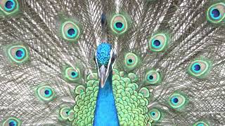 ツイッター SNS で話題 東山動物園の孔雀が羽根を広げた映像 Peacock spread its wings クジャク 孔雀舞
