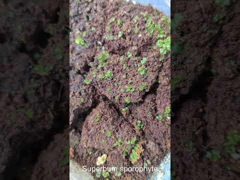 Video: Staghorn saniaisten itiöiden lisääminen - itiöiden kasvattaminen hirvensarvikasveista