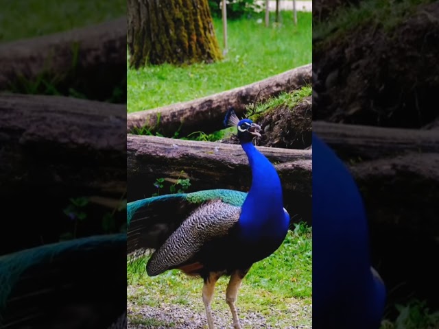 I Revealed The Peacock Bird Voice ❗️#shorts class=