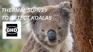 Wildlife Drones’ thermal survey locates Koalas for GHD