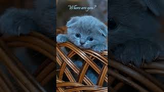 Where Are You? :(   #Sad  #Cat