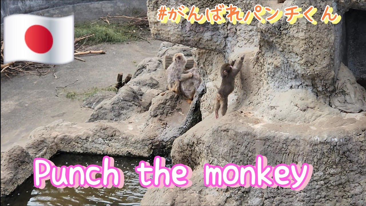 The zoo where Punch lives -part2-