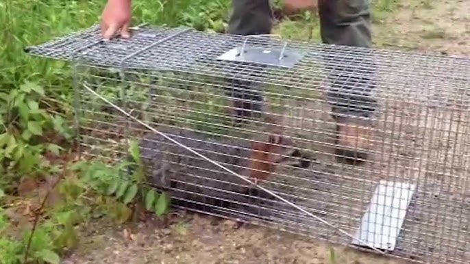 Trap 1 Door Animal Large Raccoons Cats Humane Groundhogs 1079 Havahart Cage  Live