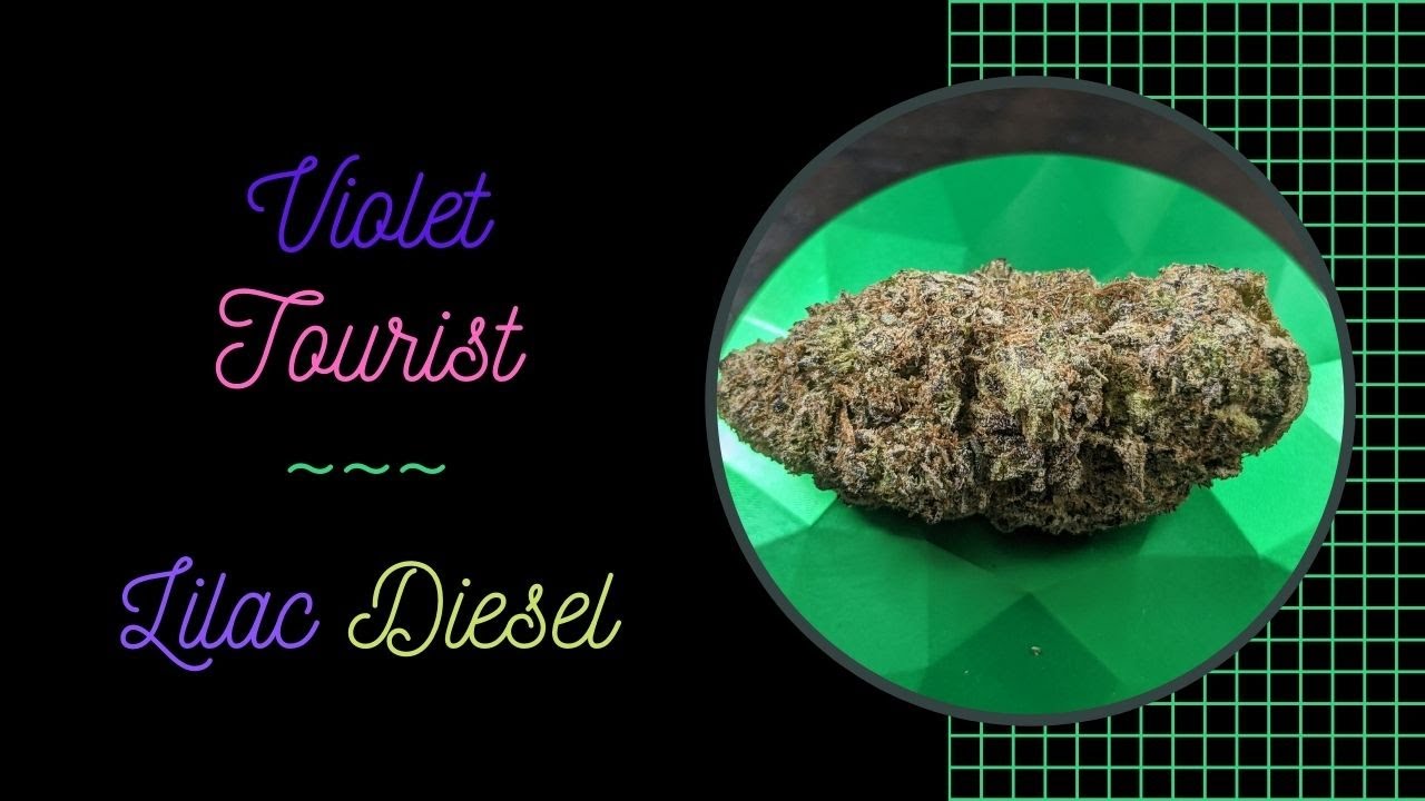Violet Tourist - Lilac Diesel Review