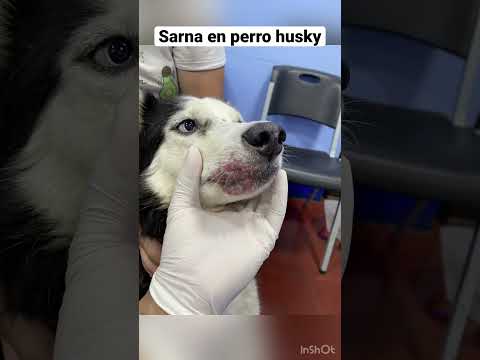 Video: ¿Qué causa la sarna sarpótica en los perros?