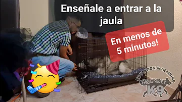 ¿Cómo entretengo a mi perro en su jaula?