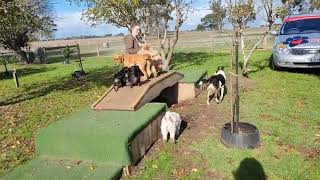 Monday Pack - 20.05.2024 - Doggy Daycare Warrnambool