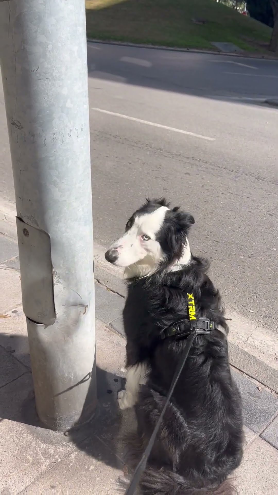 Border Collie Loves Big Motorbikes || ViralHog