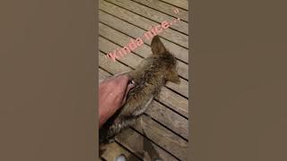 do they have fleas!?! #coyote #raccoon #pitbull #weavethecoyote #johnnyringtail #duckholliday