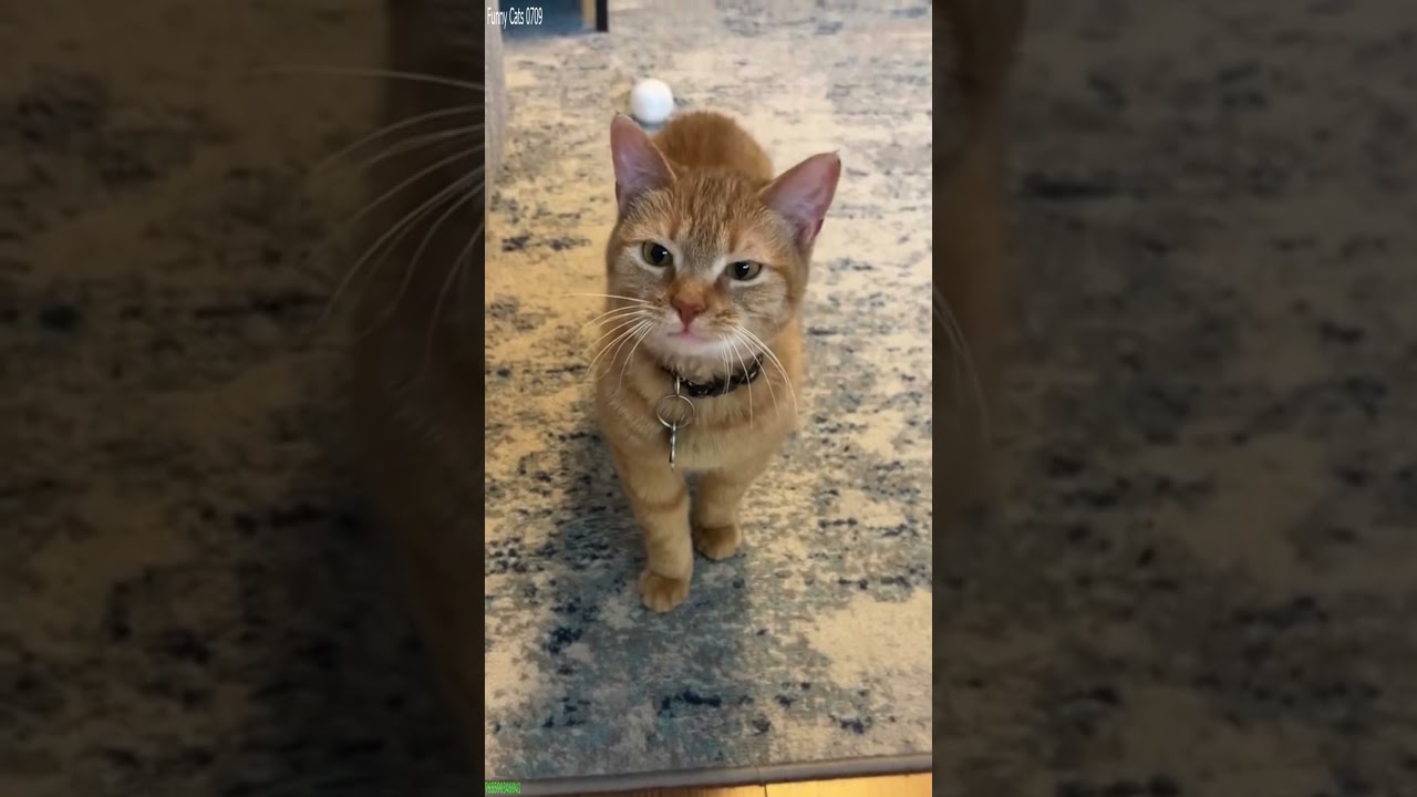 Cute Cats 🐈‍⬛ #cat 😅 # #3952