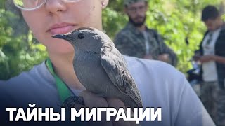 Кубинские биологи наблюдают за птицами, летящими из Северной Америки