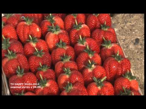Video: Strawberry Darselect. Opis sorte, recenzije
