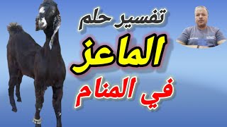 تفسير رؤية حلم ذبح الماعز في المنام / أبوزيد الفتيحي