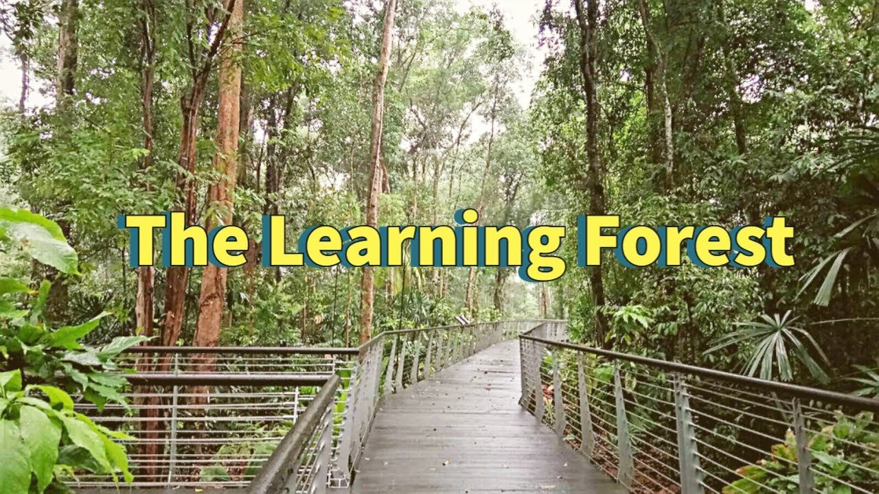 Walking Tour: The Learning Forest at Singapore Botanic Gardens || by ...
