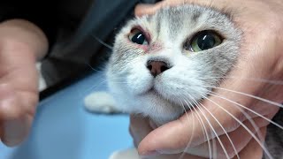 Angry Mom Cat At Vet Clinic