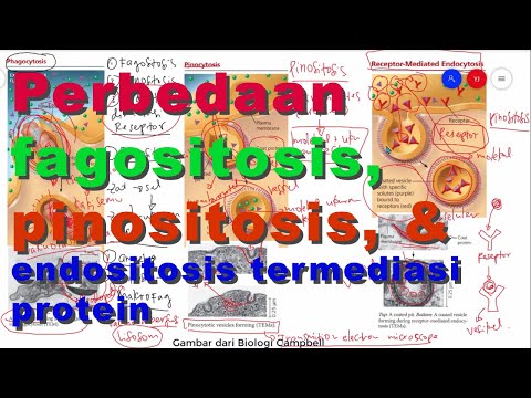 Video: Perbezaan Antara Endositosis Dan Endositosis Medium Reseptor