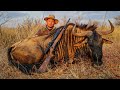 Hunting wildebeest tracking a very skittish bull and a warthog for petrus  lepel curry brawn