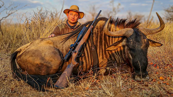 Hunting Wildebeest Tracking a Very Skittish Bull, and a Warthog For Petrus & Lepel Curry Brawn!