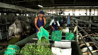 Tea leaves brought to factory from the garden - first phase of drying - Assam