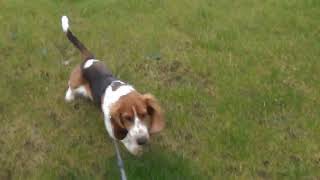 Blossom as a young pup enjoyed exploring! by Blossom the Basset Hound 448 views 2 weeks ago 1 minute, 9 seconds