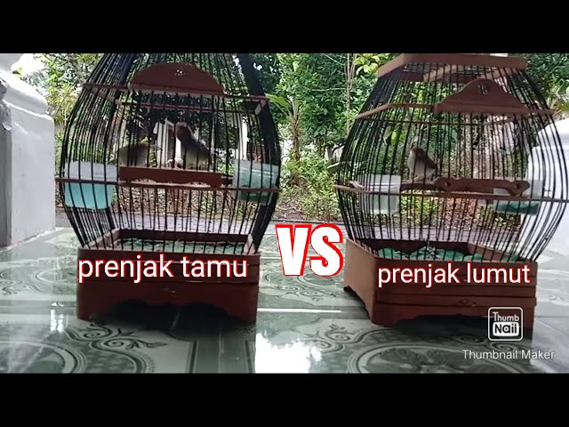 prenjak tamu vs prenjak lumut class=