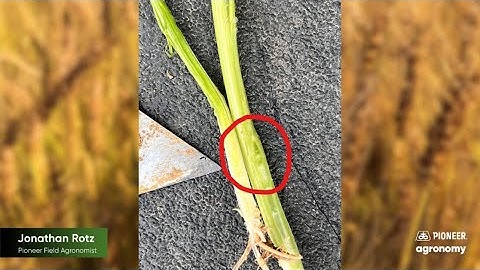 Growth Staging Wheat