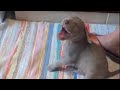Weimaraner from puppy to big dog の動画、YouTube動画。