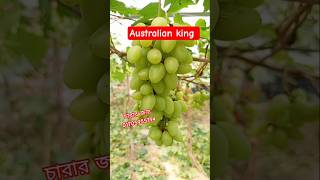 অস্ট্রেলিয়ান কিং মিষ্টি আঙ্গুর। #garden #grape #farming #shorts #short #shortvideo #shortsviral