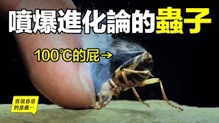 它用火箭燃料，噴射100℃子彈，為什麼自己不受傷？原來，這是一隻無視進化論，調戲達爾文的蟲子……|自說自話的總裁