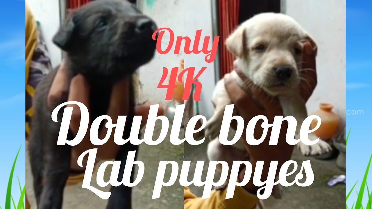 double bone lab puppy's for sale7032076896 NameSandeep YouTube