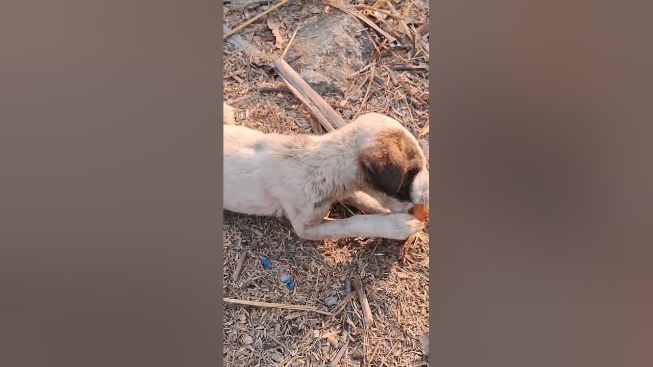 Life Is Street Dog So Pls Care labradoor youtubeshorts dog doglover life-is-street-dog-so-pls-care-labradoor-youtubeshorts-dog-doglover