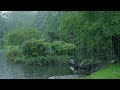 The beautiful lotus pond is raining(21) , sleep, relax, meditate, study, work, ASMR
