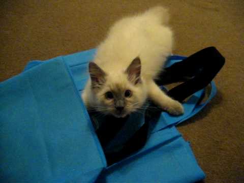 Ragdoll Kitten Plays Fetch