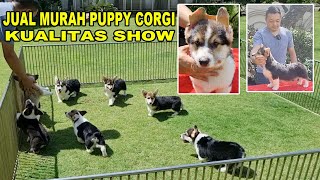 JUAL MURAH PUPPY CORGI KUALITAS SHOW