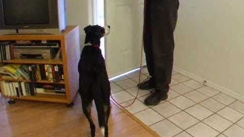 Training Self Control at Doorways with One Dog (Preventing Door Dashing)