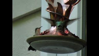 Ruby-Throated Hummingbird courtship