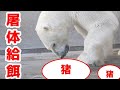 ホッキョクグマに駆除されたイノシシをあげました（屠体給餌）Polar Bears feeding on a Wild Boar Carcass