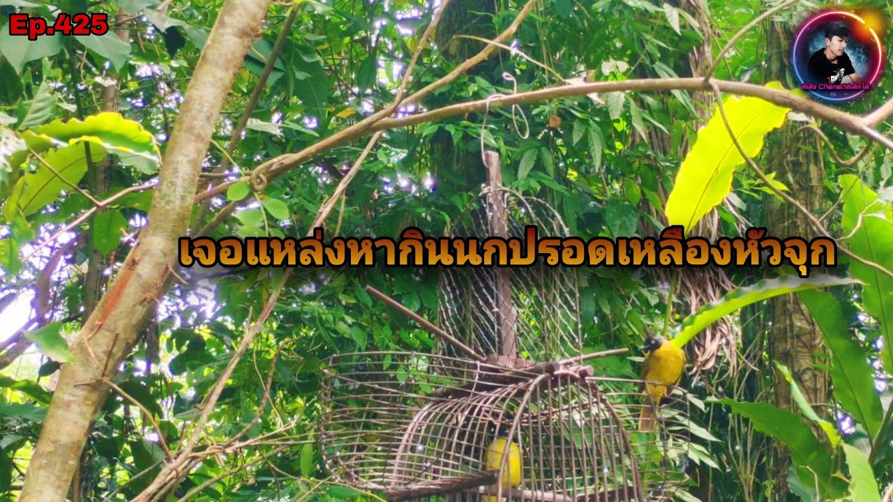 เสียงนกปรอดเหลืองหัวจุกEp.425 เจอแหล่งหากินนก มีนกปรอดเยอะมากแต่นกไม่ค่อยกล้า(Black- rested Bulbul)