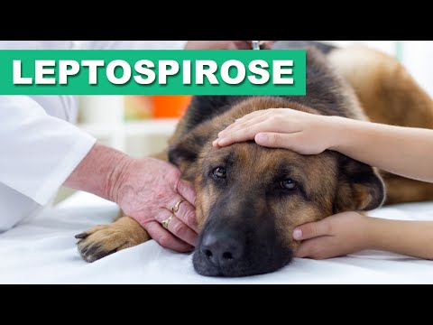 Vídeo: Pode um canino que morde sem aviso nunca ser curado?