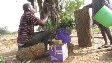 Measuring of above ground biomass
