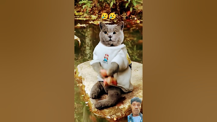 Stop Cleaning!Let's Save Our water #cat #oscarthecat  #funnycatvids #funnycats #catsofyoutube