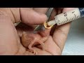 How to feed baby  newly hatched baby  old  irfan85f