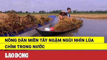 Nông dân miền Tây ngậm ngùi nhìn lúa chìm trong nước | Báo Lao Động