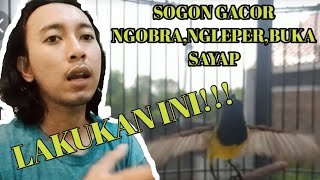 Cara mudah membuat sogon gacor,ngleper&buka sayap