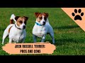 The Ultimate Guide to Jack Russell Terriers: Affectionate, Intelligent, and Energetic