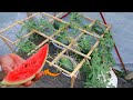 great idea |how to grow big juicy red watermelon at home