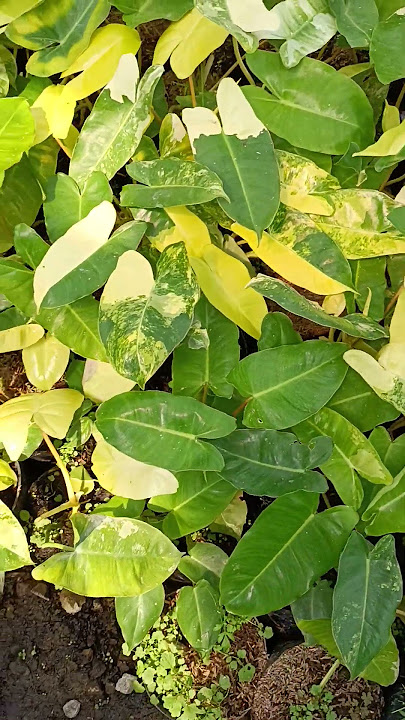 philodendron brekele variegata #plants #plants #garden #gardening